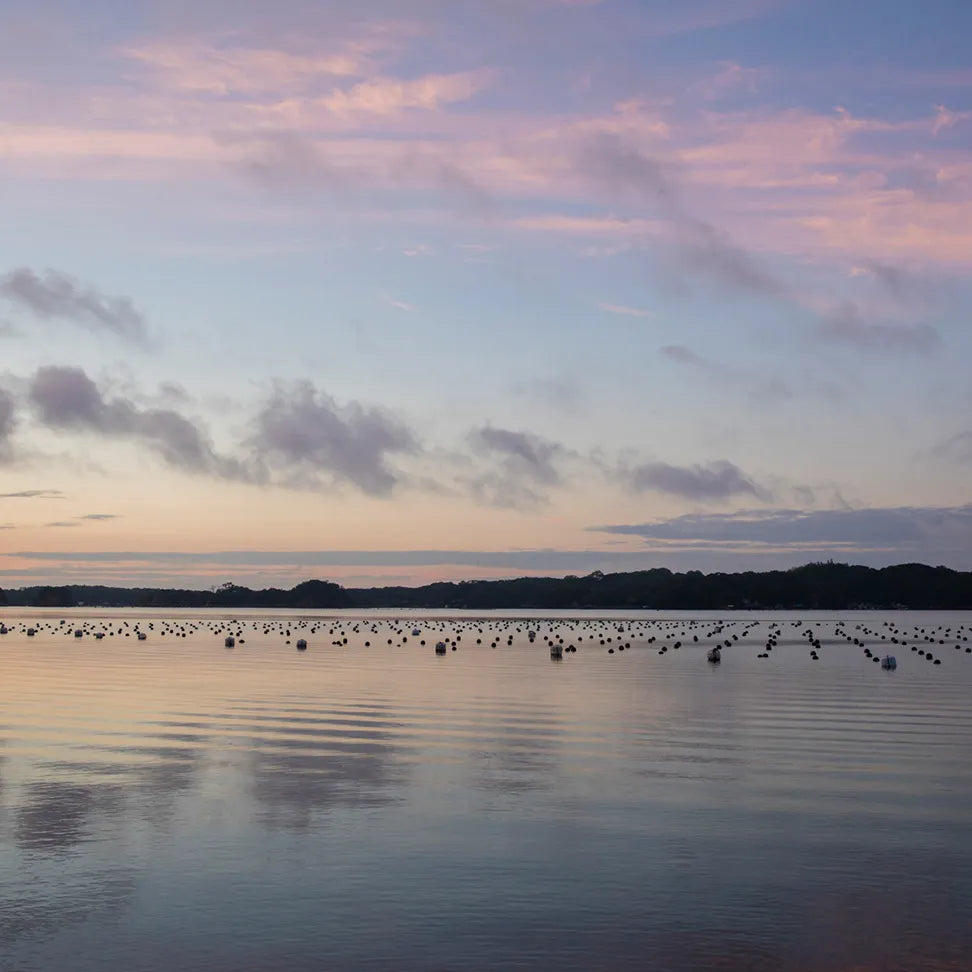 Why Pearls Are So Difficult to Find